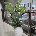 cây trầu bà nam mỹ giả